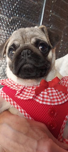 Customer photo review of Baume "Belle Truffe" pour chiens 100% naturel
