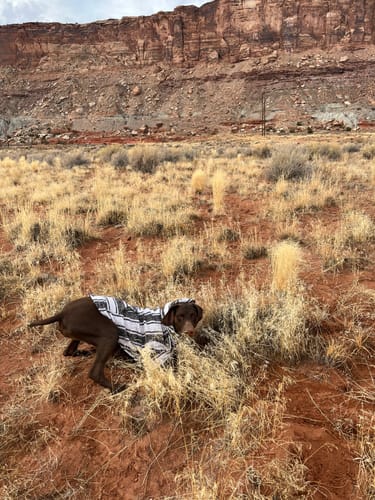 Customer photo review of Playa Poncho - Surprise Color