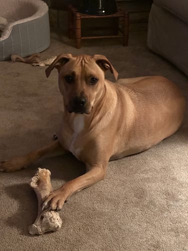 Customer photo review of Splinter-Free Ostrich Hip Bone. Long-lasting, Natural Dog Gnaw Treat by Savannah Pet Food