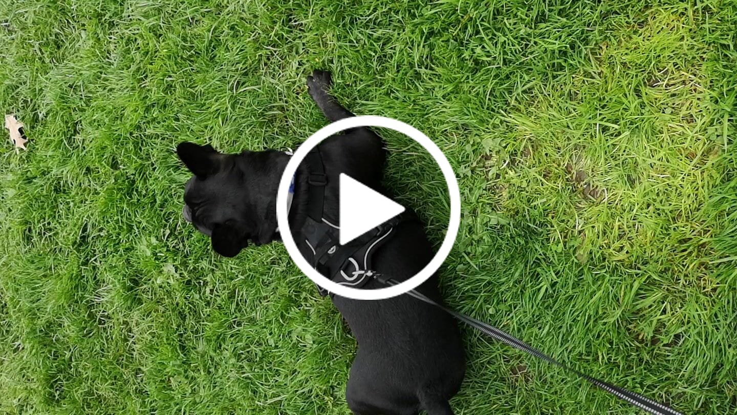 Customer video review of Hurricane Harness - Non Restrictive, With Handle, Adjustable & Reflective - All Breeds - Grey