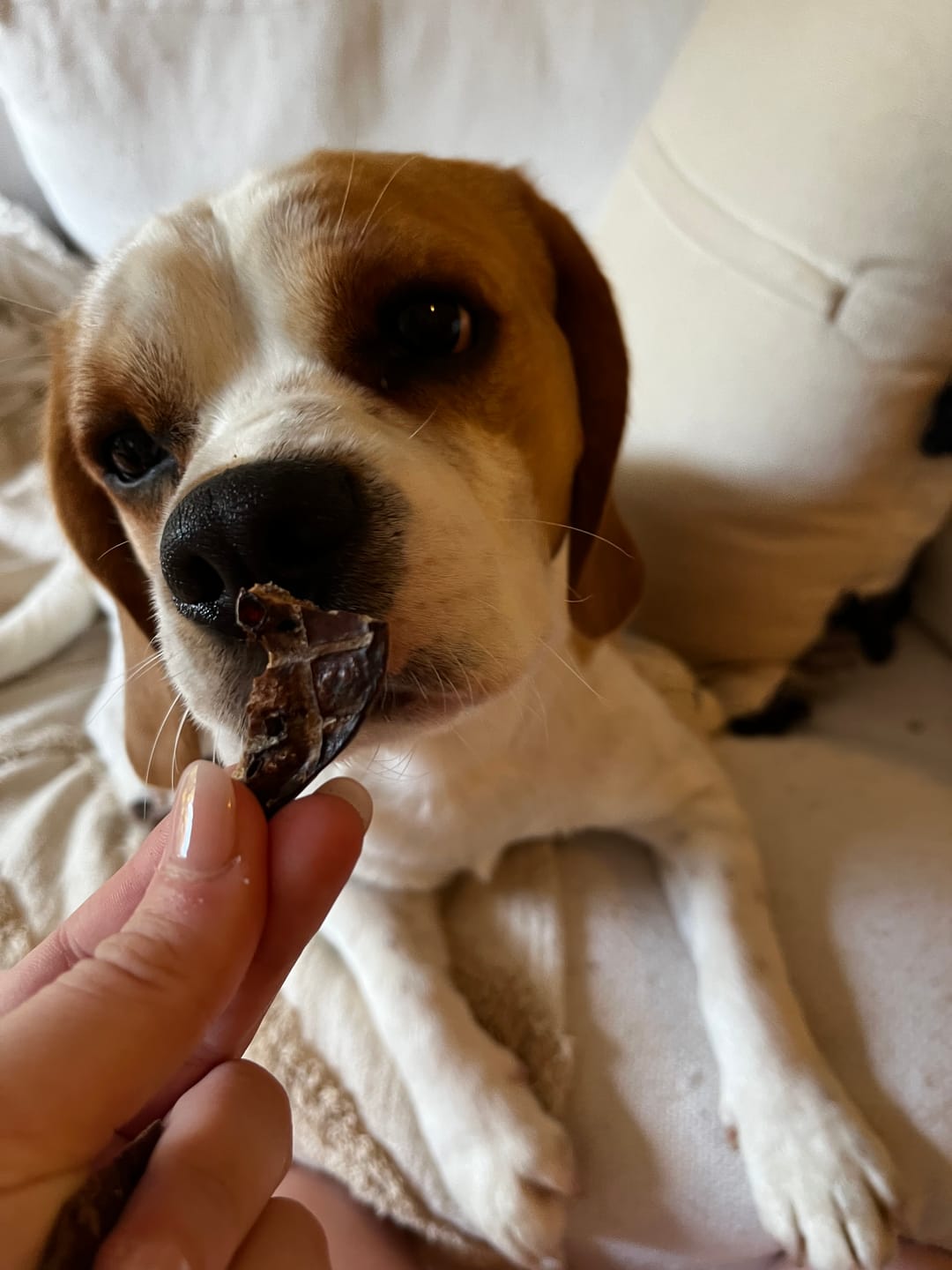 Customer photo review of Beef Liver