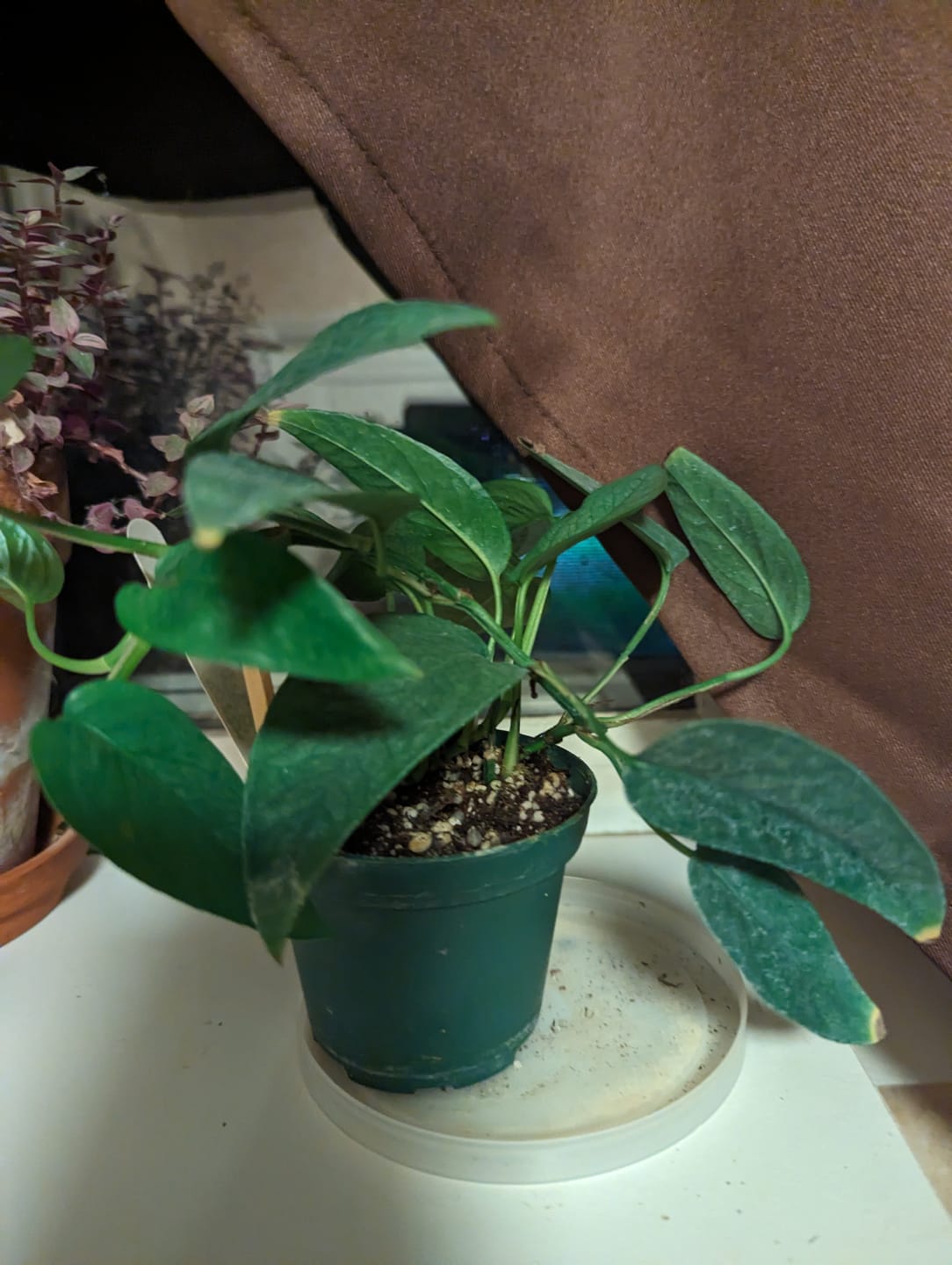 Customer photo review of Pothos Epipremnum pinnatum 'Cebu Blue'