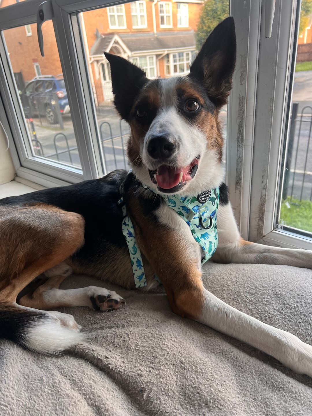 Customer photo review of Tough Trails™ Harness - Dinky Dino