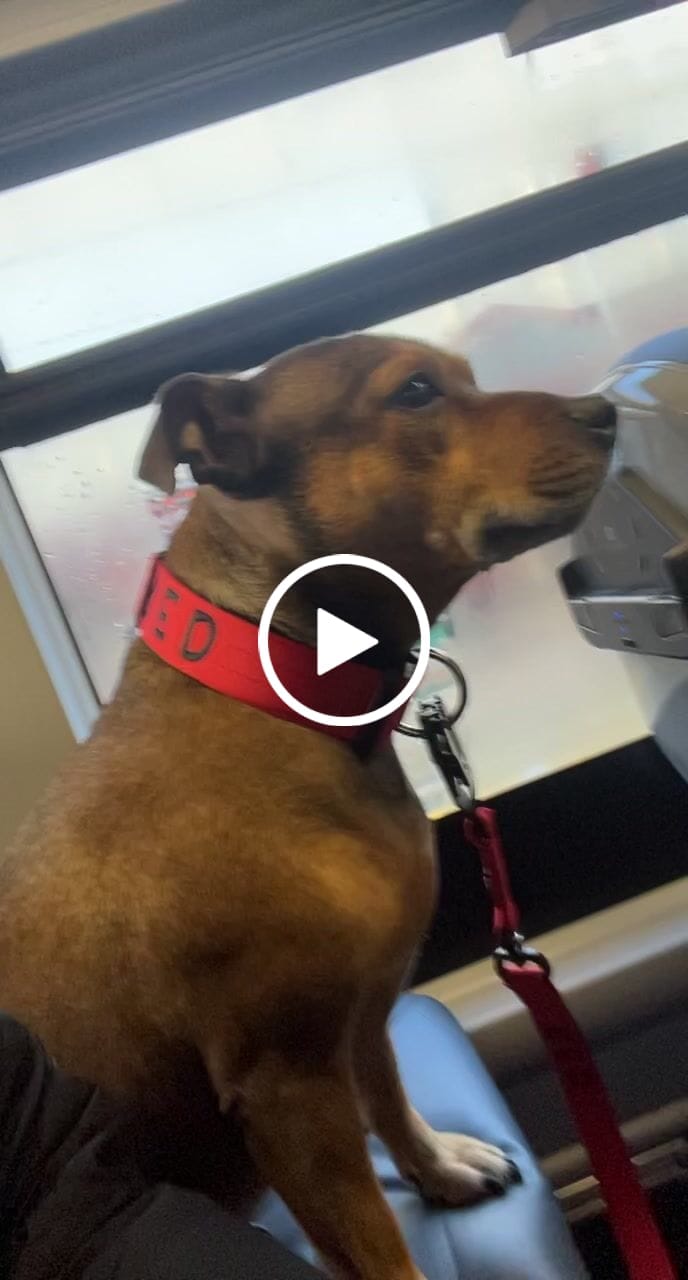 Customer video review of 4cm Combat® Collar | With Handle & Rated Clip - Black v2.0