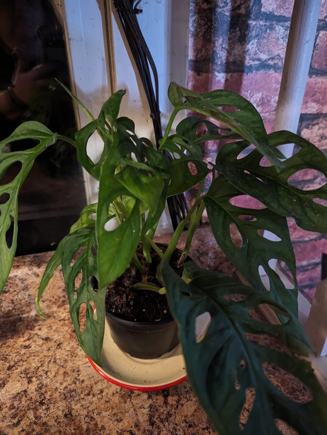Customer photo review of Monstera adansonii Wide Leaf