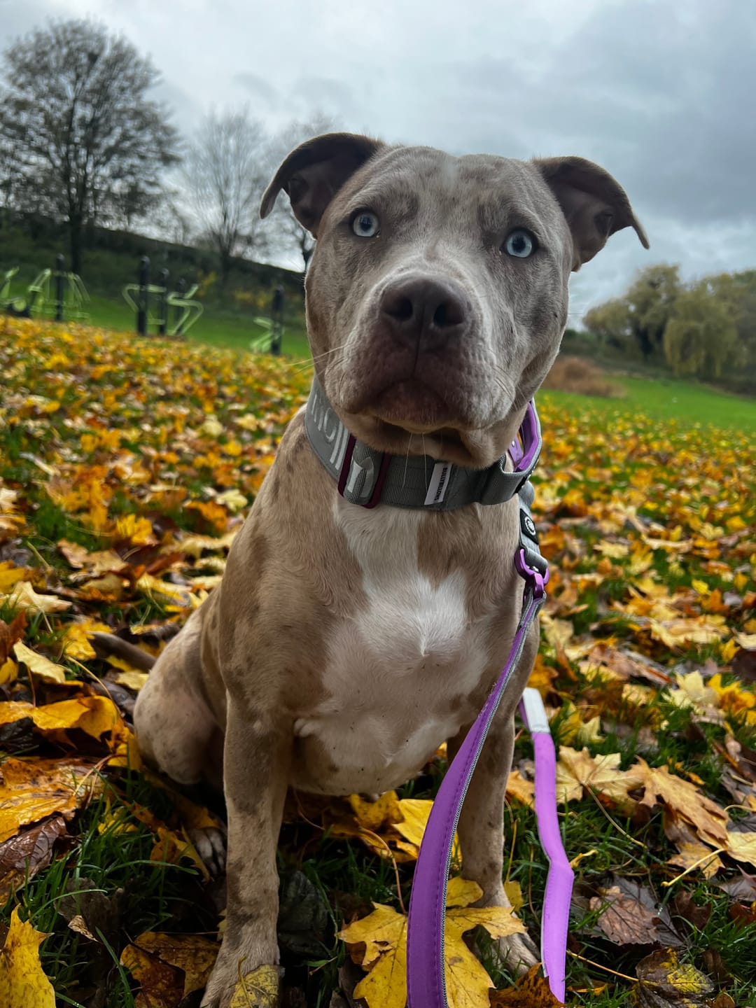 Customer photo review of 5cm LIGHTER Combat® Collar | With Handle Rated Clip - Purple & Metal Grey