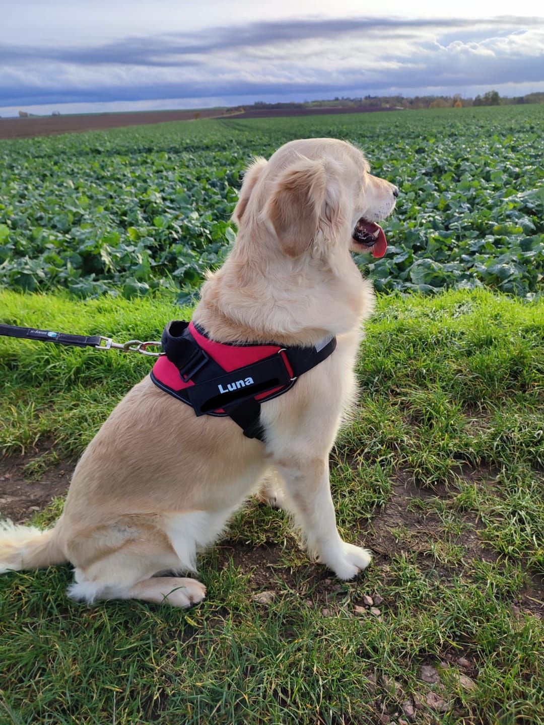 Customer photo review of Puppery™ Personalisiertes Anti-Zug Hundegeschirr