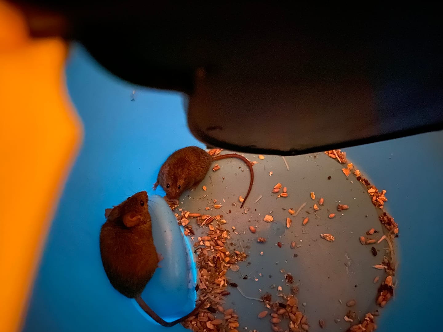 Customer photo review of Piège à Rats, Mulots et Souris à Trappe intelligente