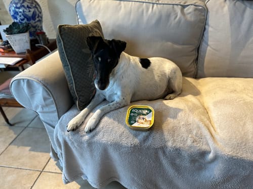 Customer photo review of Pâtées riches en canard & aux petits pois (chien adulte)