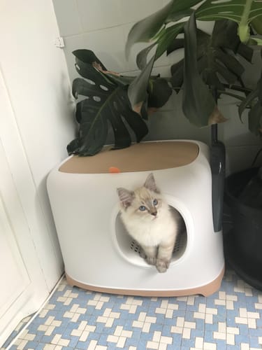 Customer photo review of Eco-friendly Toast Style Enclosed Cat Litter Box
