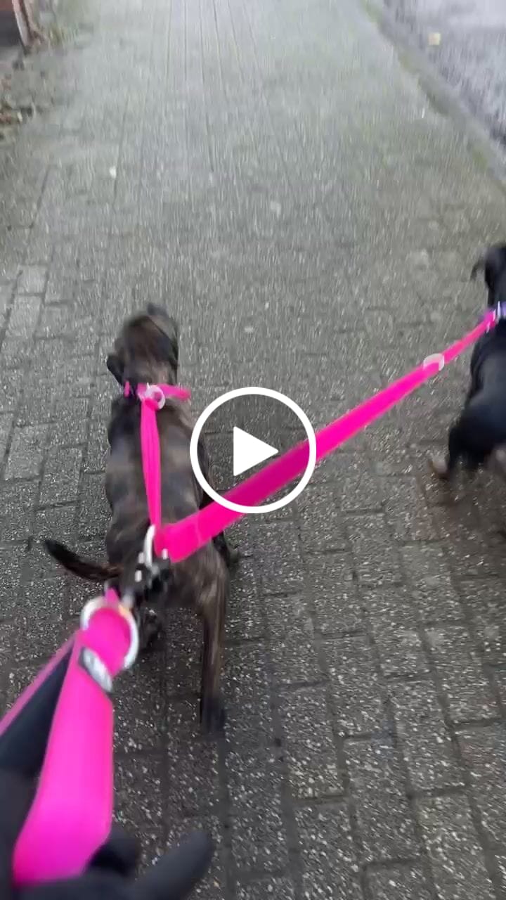 Customer video review of Double Ended Training Lead | All Breeds - Durable & Soft 2m Lead - Magenta