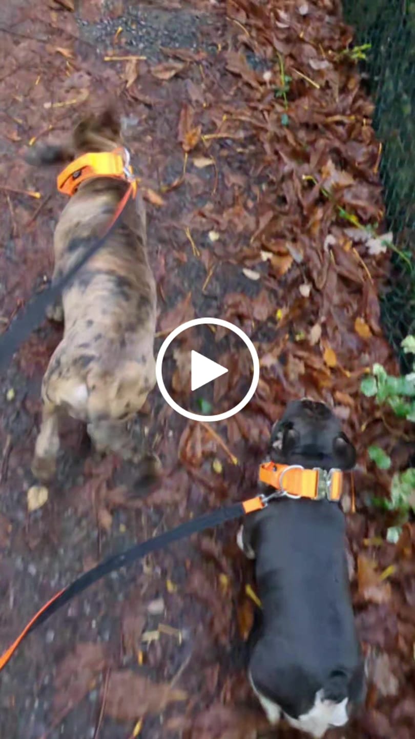 Customer video review of 5cm Combat® Collar | With Handle & Rated Clip - Orange v2.0