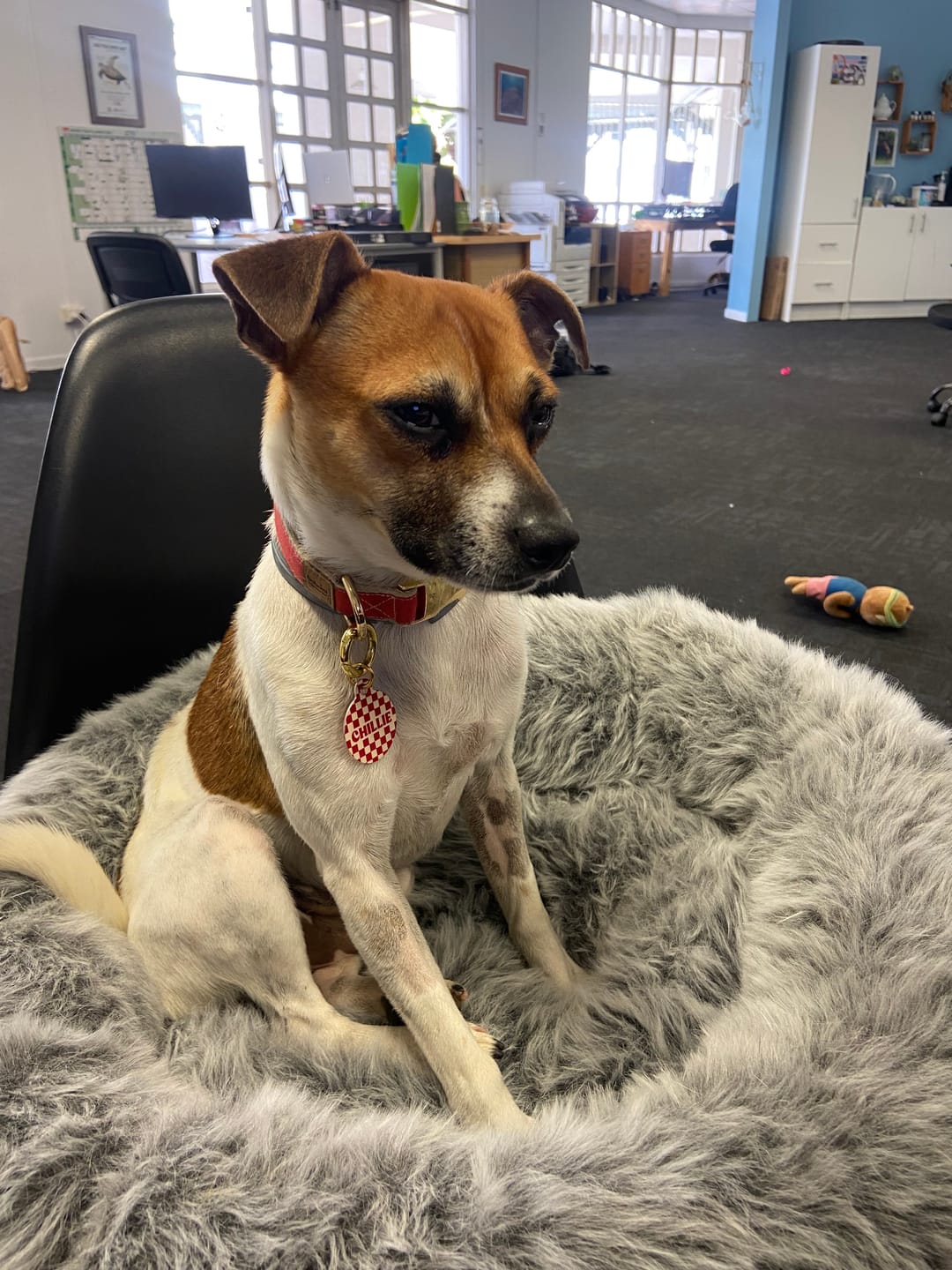 Customer photo review of Hemp & Organic Cotton Dog Collar ~ Red
