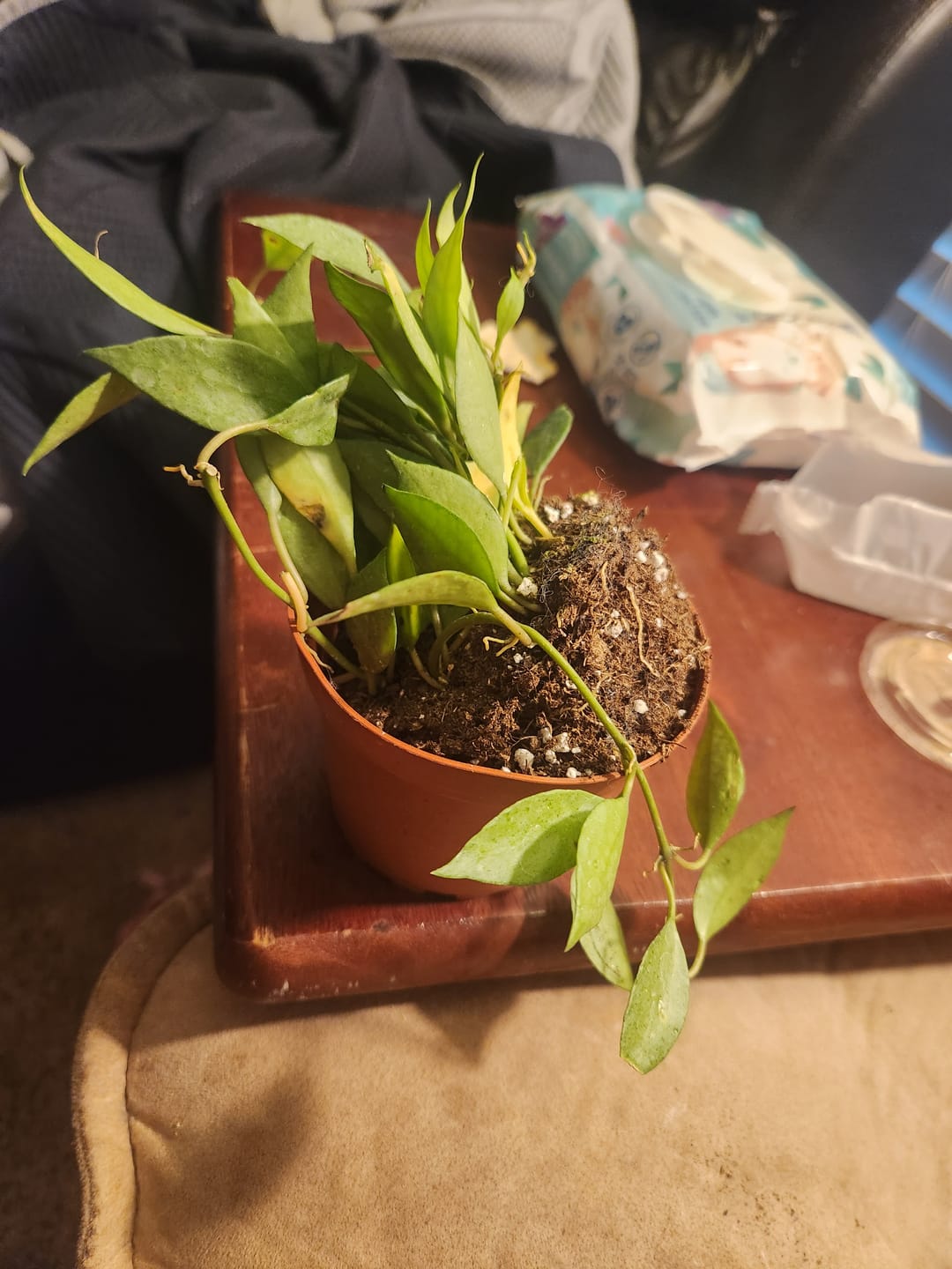 Customer photo review of Hoya lacunosa 'Mint'