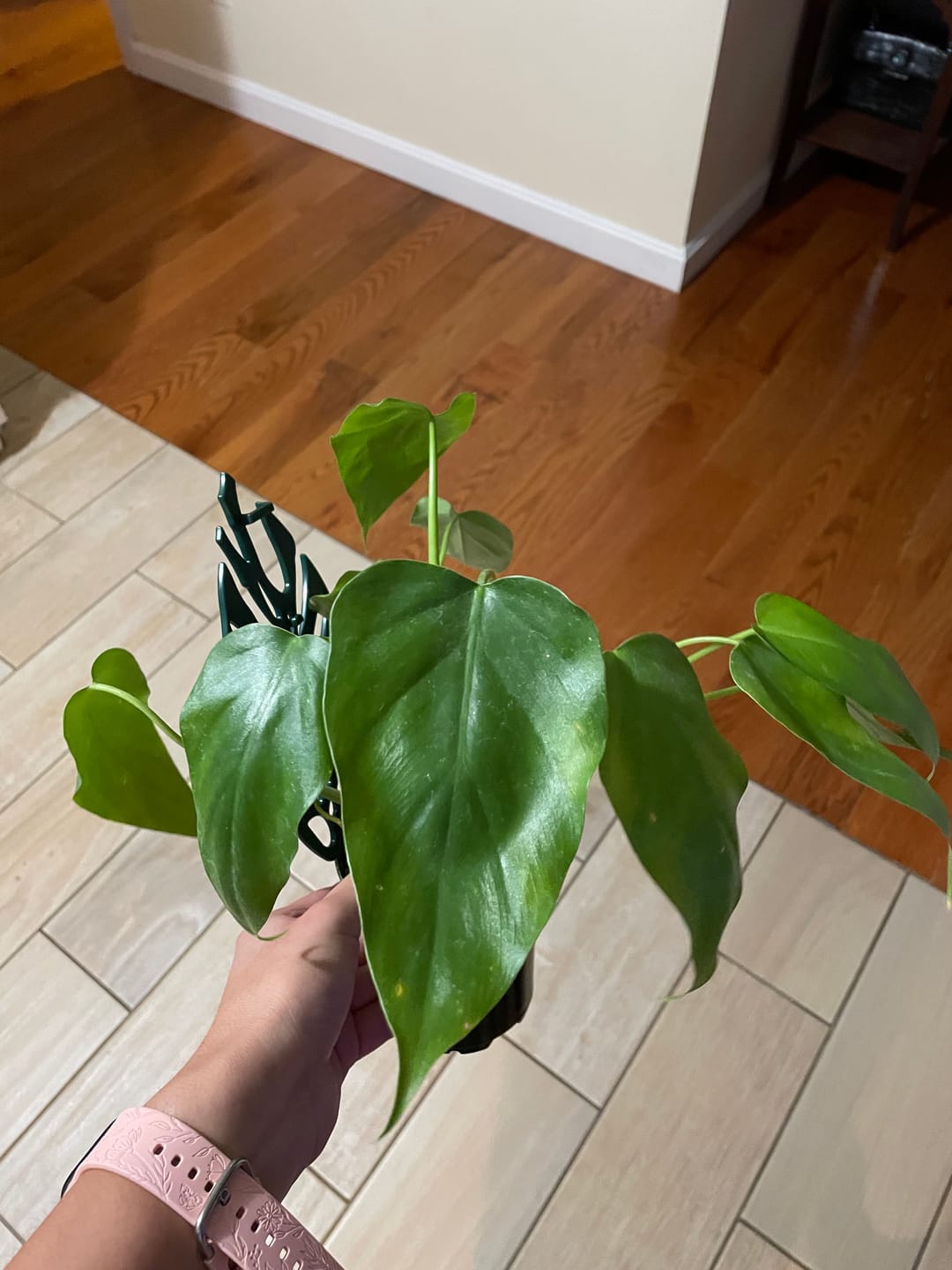 Customer photo review of Philodendron giganteum