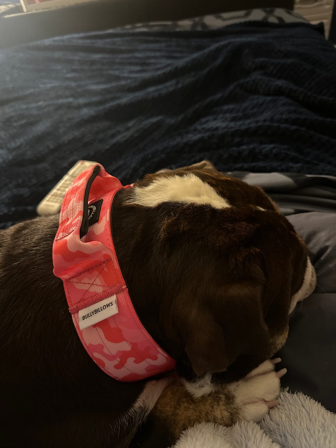 Customer photo review of 5cm Combat® Collar | With Handle & Rated Clip - Bubblegum v2.0