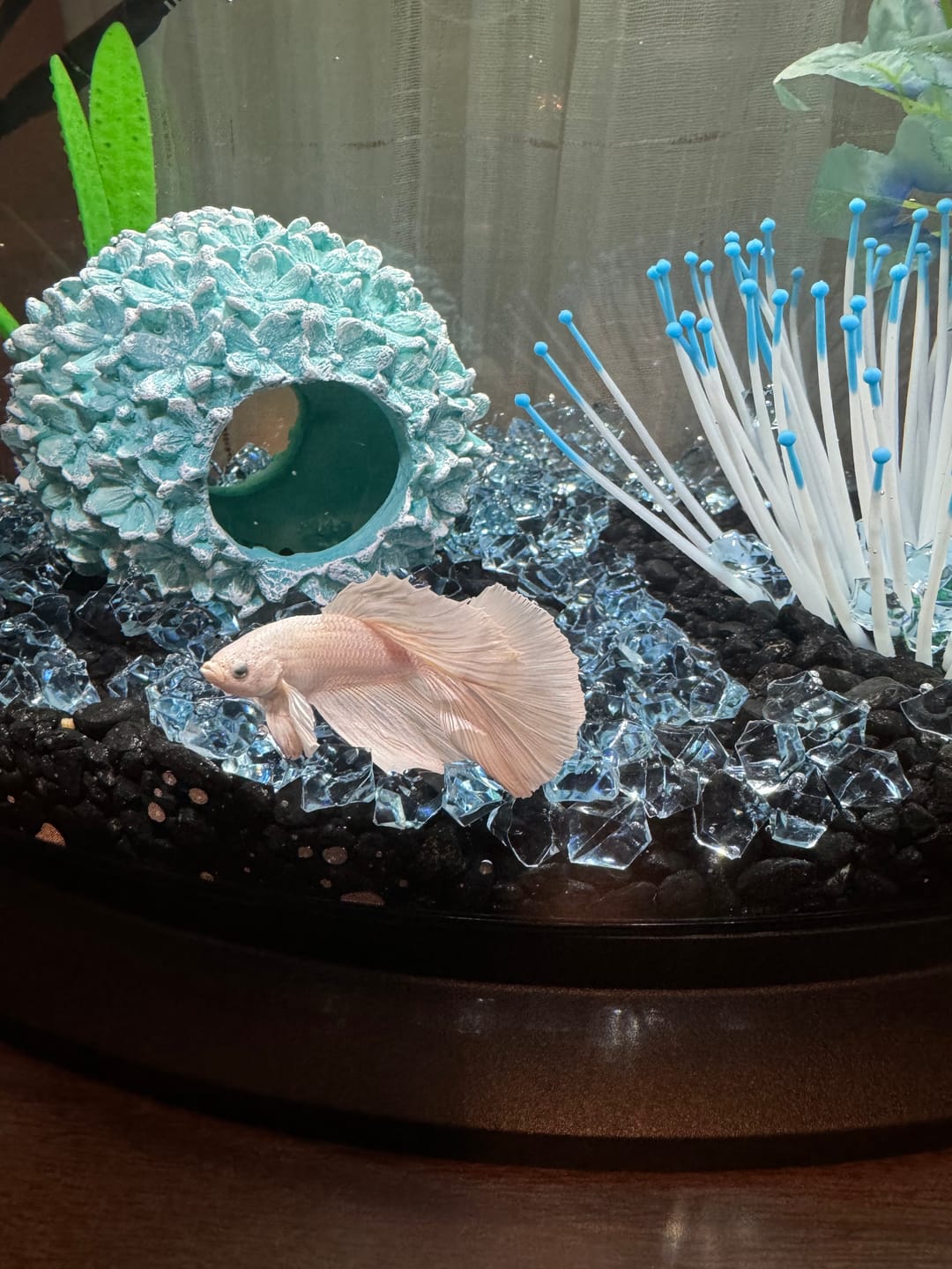 Customer photo review of Yellow Dragon Halfmoon Male Betta Fish