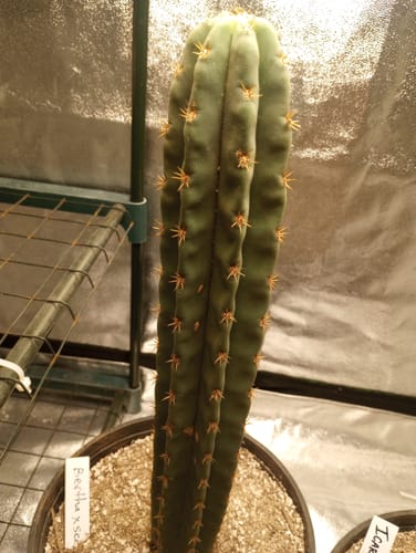 Customer photo review of Bertha x Scopulicola | Trichocereus Bridgesii x Scopulicola Hybrid