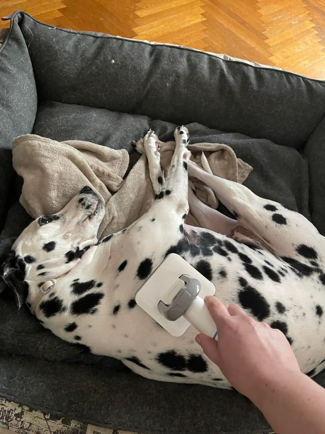Customer photo review of Neakasa P2 Pro Dog Cat Grooming Kit with Vacuum