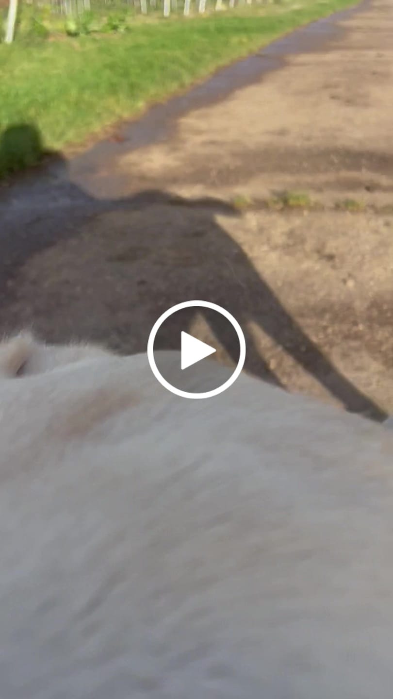 Customer video review of Allergietest Pro Hund