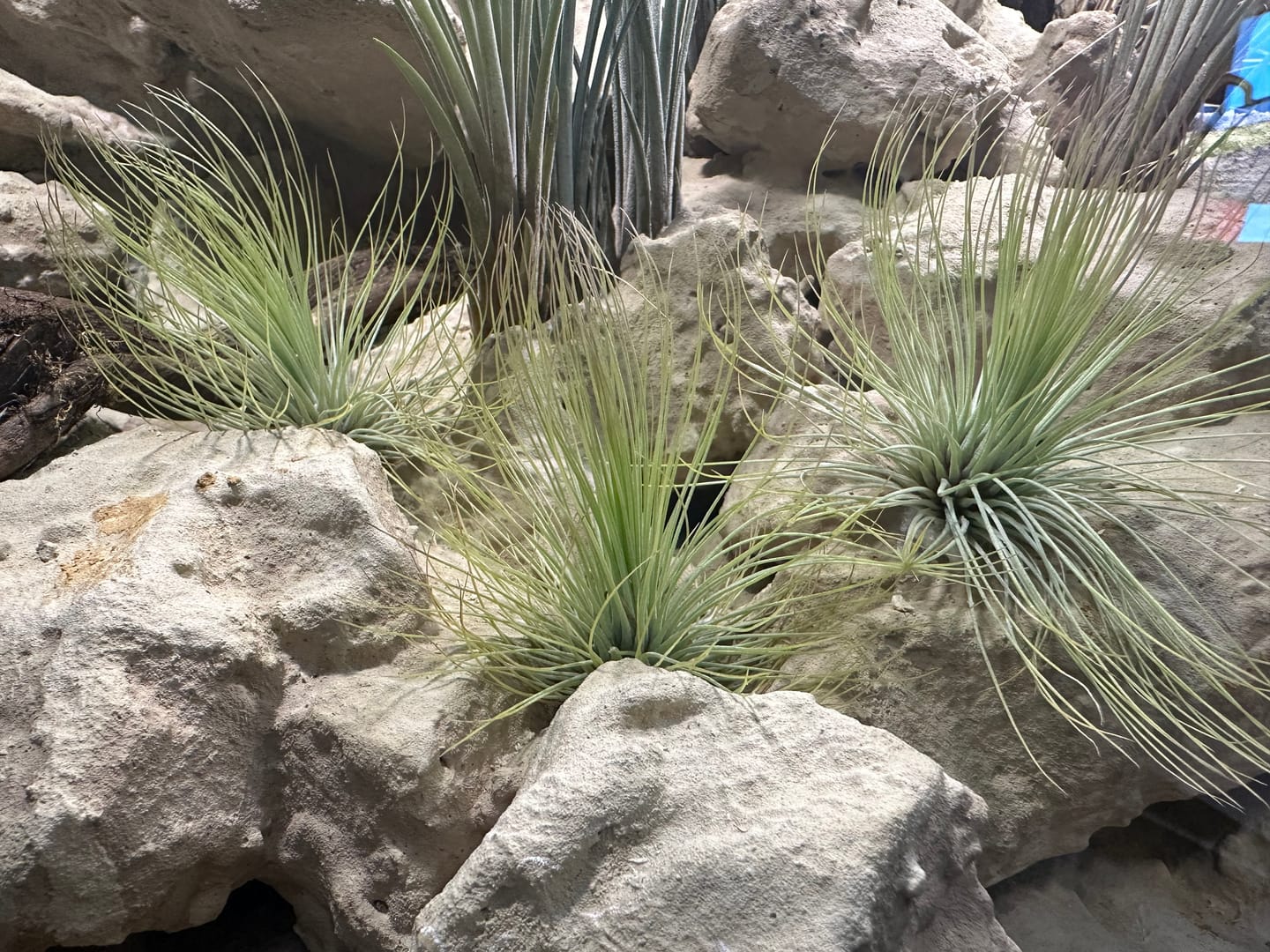 Customer photo review of Tillandsia andreana