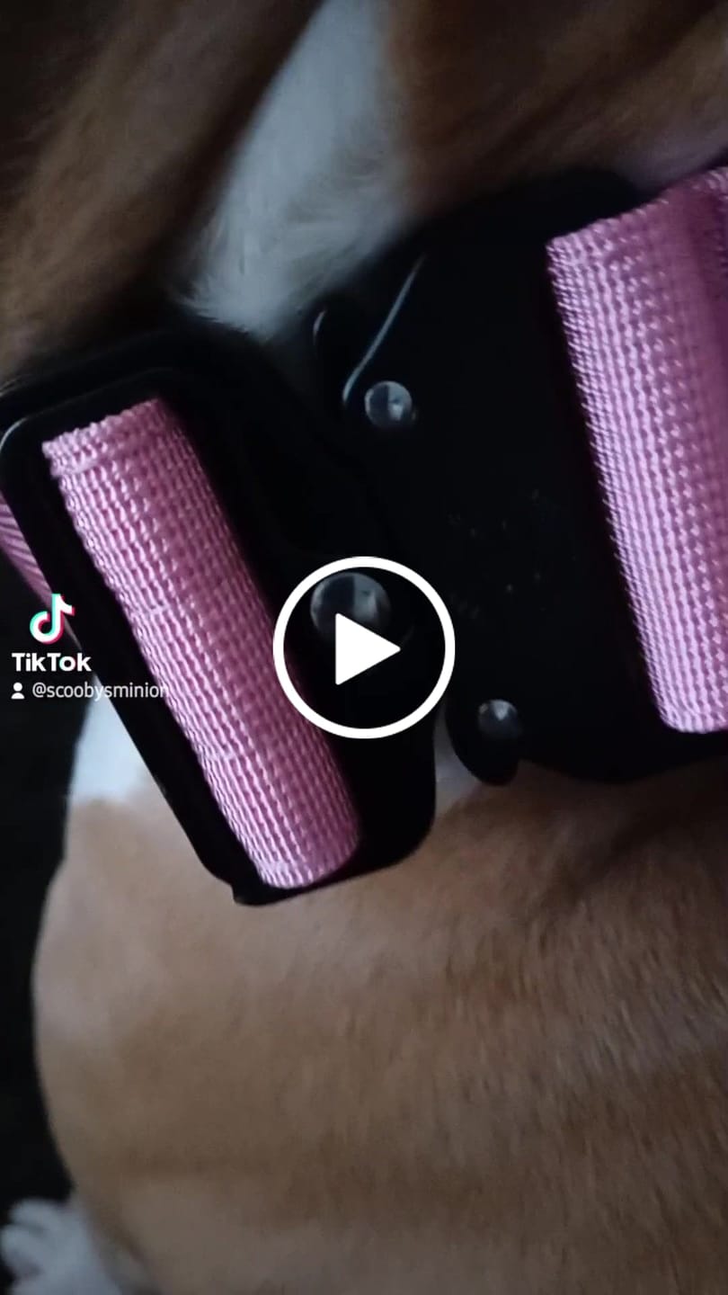 Customer video review of 5cm Combat® Collar | With Handle & Rated Clip - Pink v2.0