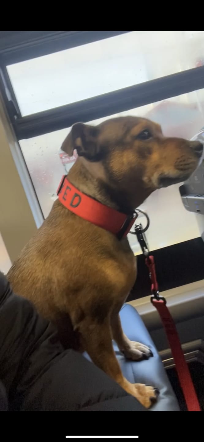 Customer photo review of 4cm Combat® Collar | With Handle & Rated Clip - Black v2.0