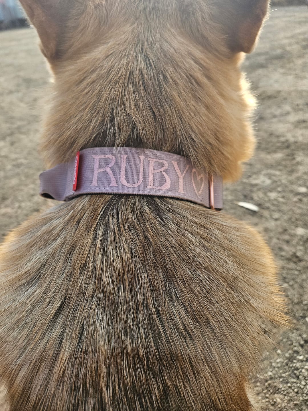 Customer photo review of 1.5" Tacti Dog Collar Slim Luxe - Rose Gold - Sofia