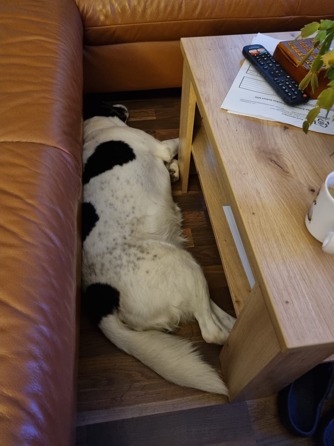 Customer photo review of Allergietest Pro Hund