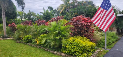 Customer photo review of Clusia