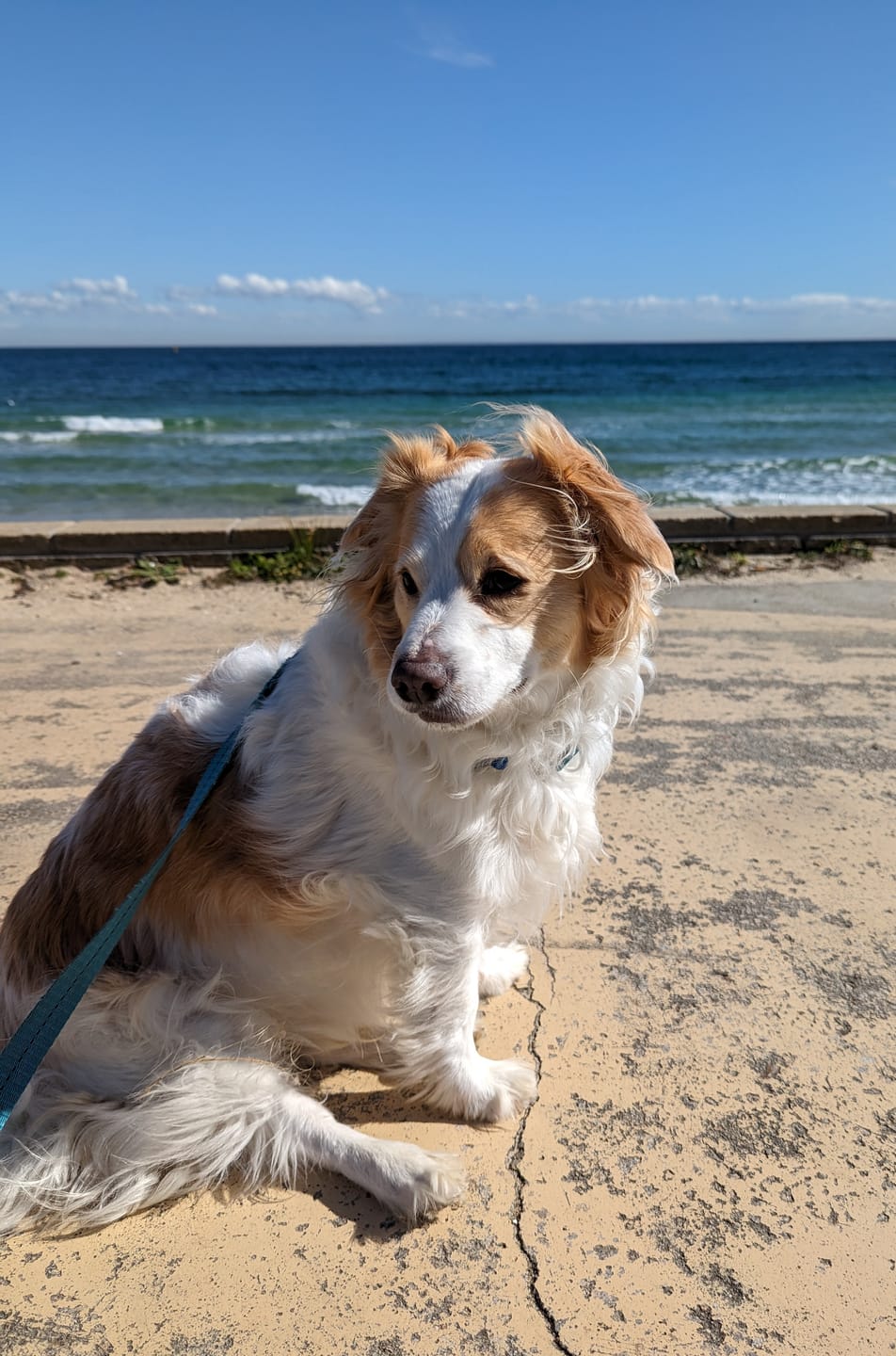Customer photo review of PaWz Indoor Dog Steps for Bed