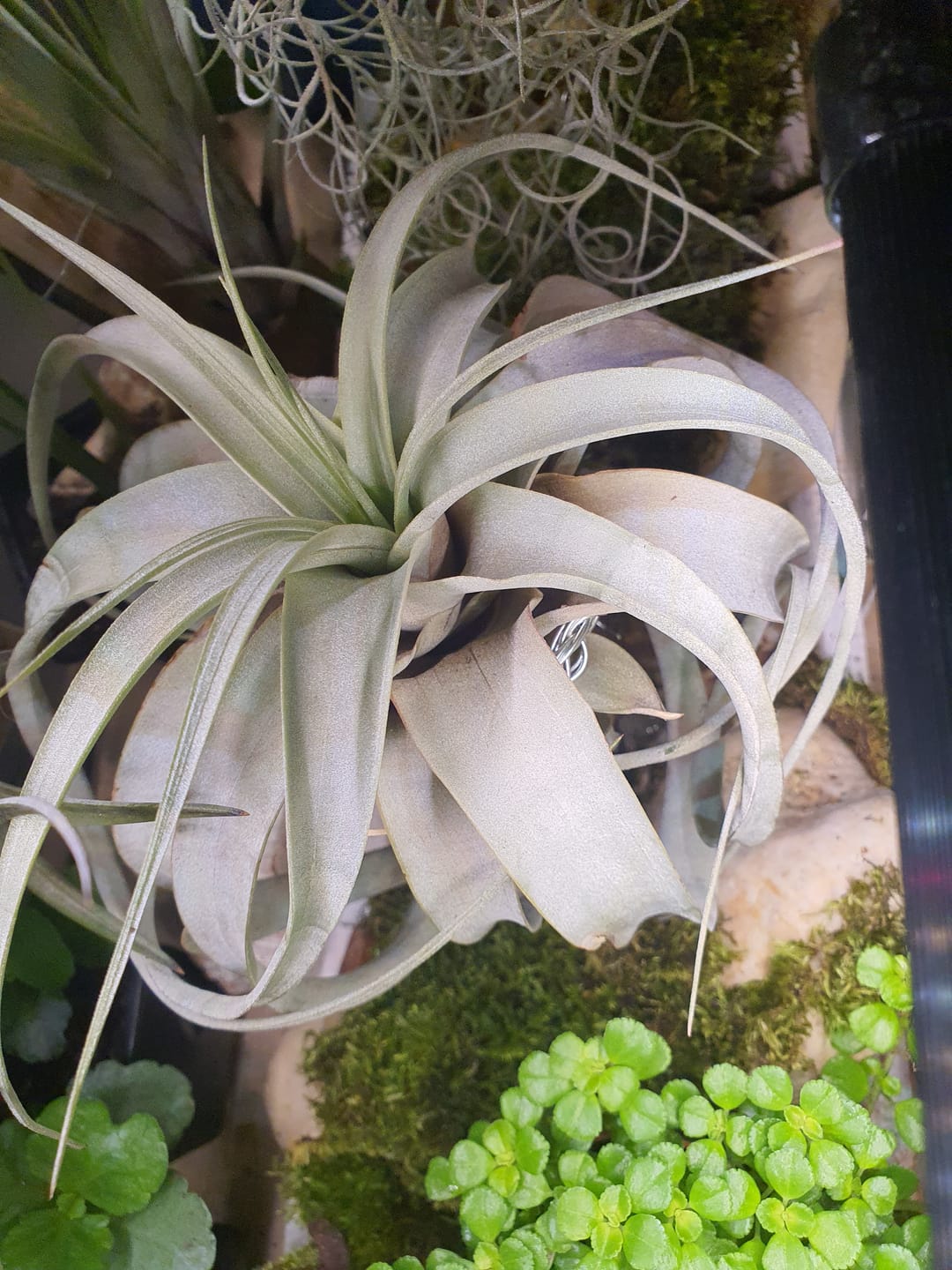 Customer photo review of Tillandsia xerographica 'Bonsai'
