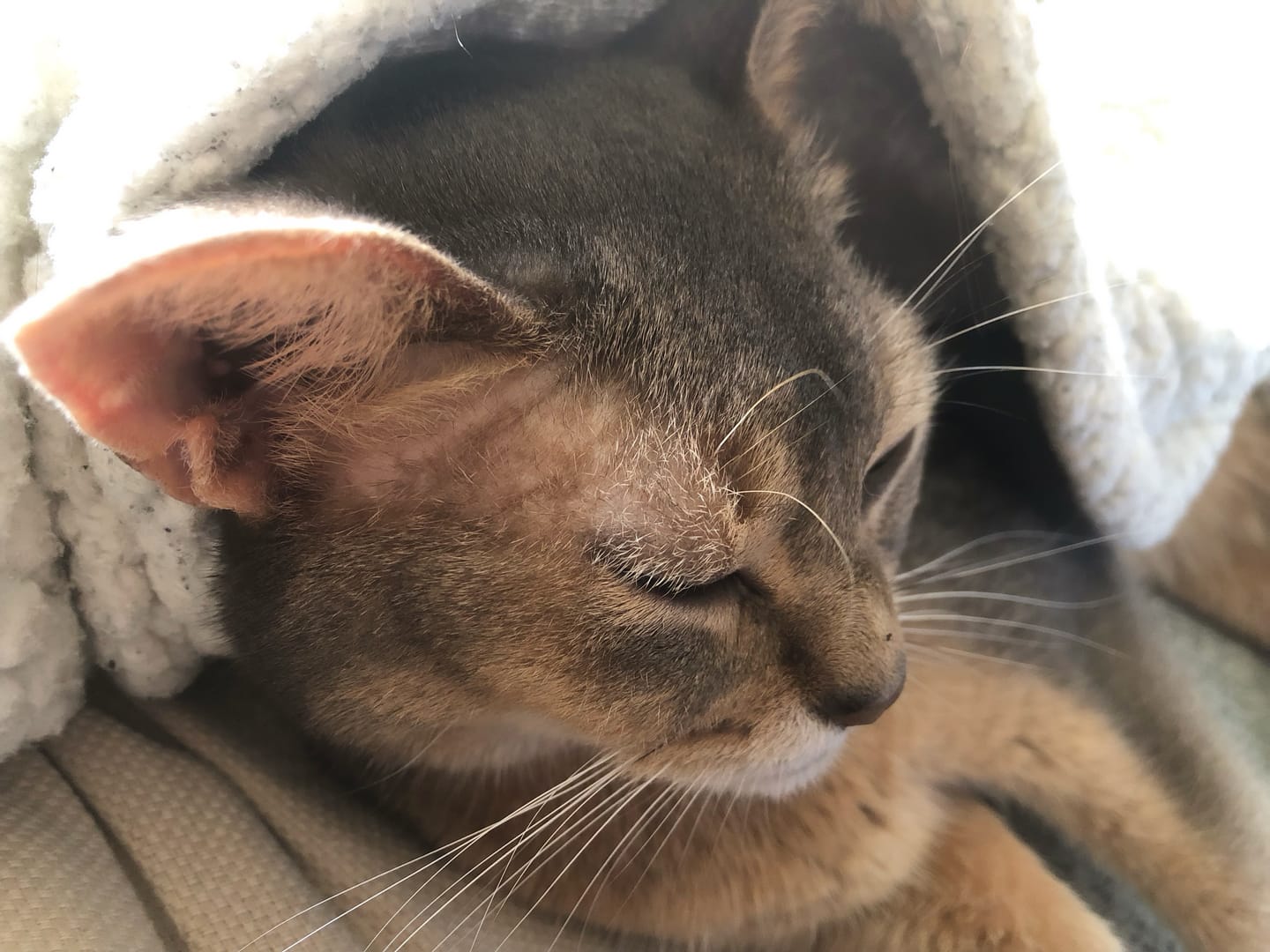 Customer photo review of Échantillon de croquettes riches en volaille (chaton)