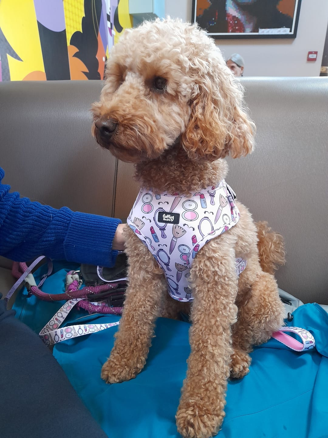 Customer photo review of Adjustable Dog Harness - Pink To Make The Boys Wink