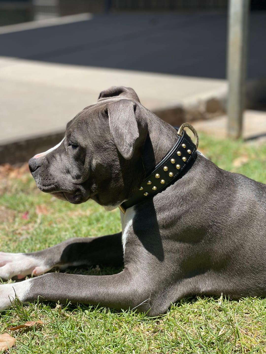 Customer photo review of Hand Made Leather Dog Collar- RuffNeck Black & Brass (Regular Fit)