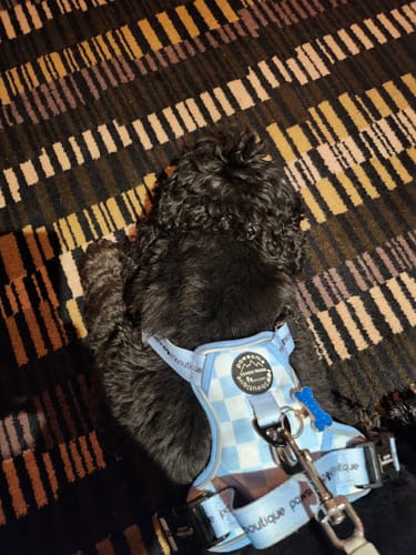 Customer photo review of Tough Trails™ Harness - Smiley Check - Sale