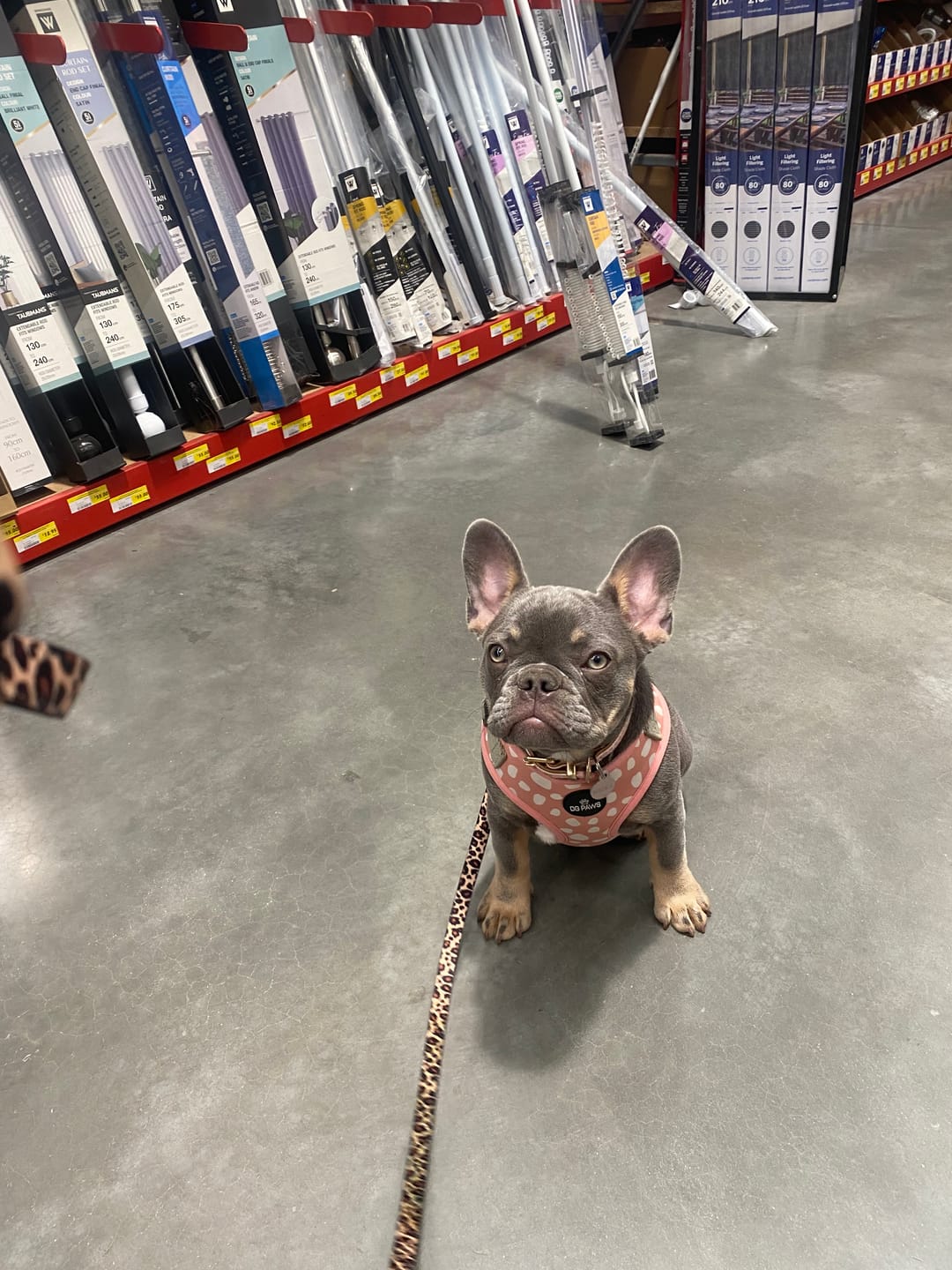 Customer photo review of Chelsea Dog Harness