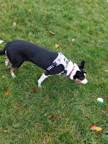Customer photo review of Tough Trails™ Harness - Flower Check - Sale