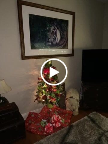 Customer video review of Apple Cider Donuts, 6oz Soy Candle Tin