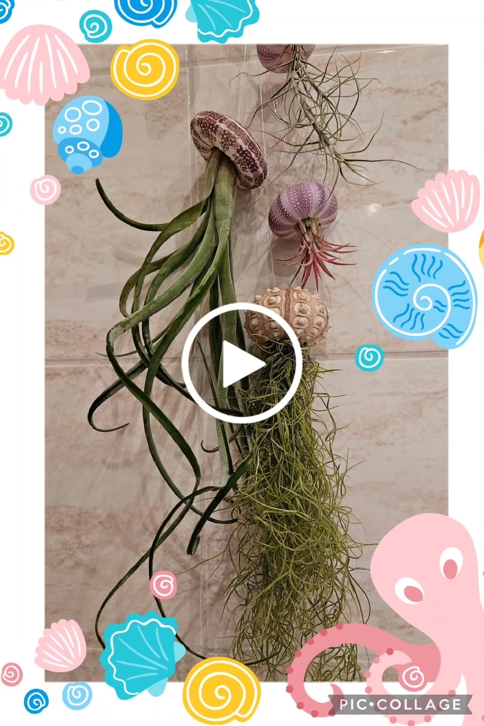 Customer video review of Tillandsia "Curly Slim" - intermedia x streptohphylla