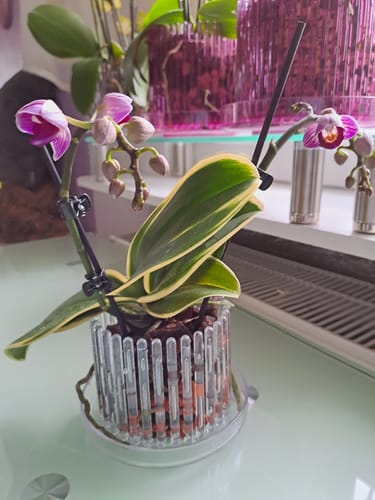Customer photo review of Phalaenopsis Vivien variegata mit Trieben
