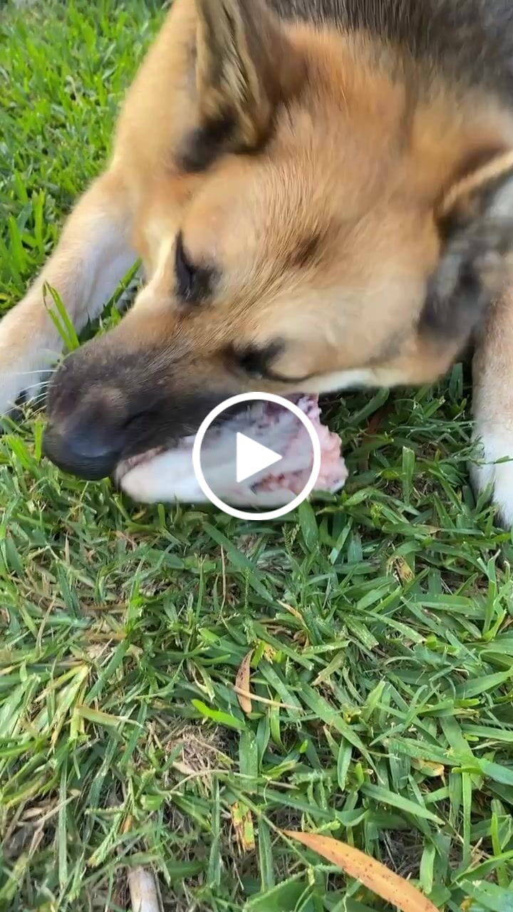 Customer video review of Salmon Heads for Dogs