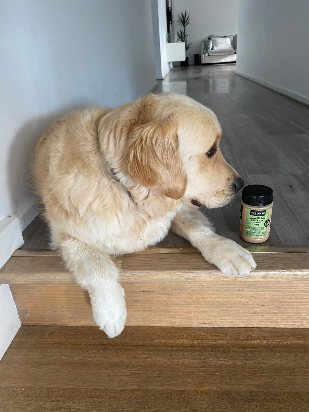 Customer photo review of Grass-Fed Beef Bone Broth Concentrate