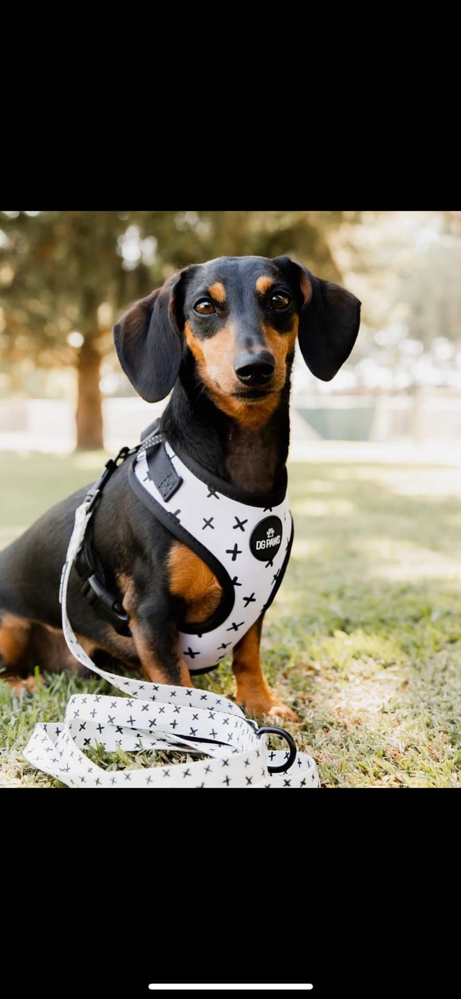 Customer photo review of Scooby Dog Harness