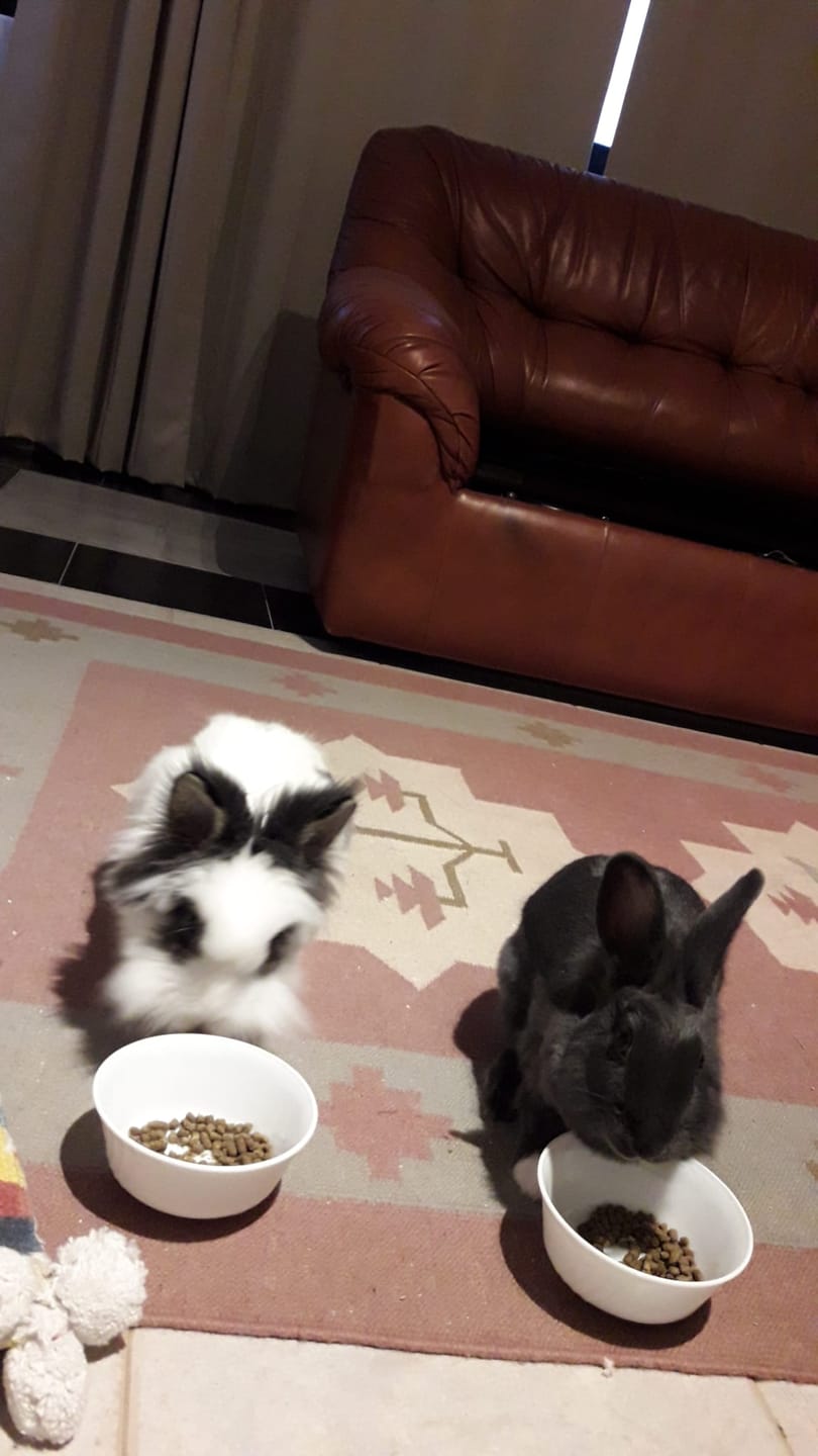 Customer photo review of Burgess Excel Adult Rabbit Nuggets With Mint (Mais opções disponiveis)