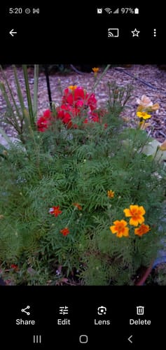 Customer photo review of Naughty Marietta French Marigold Seeds