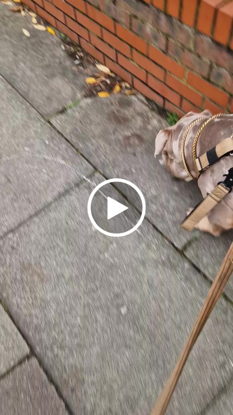 Customer video review of TRI-Harness® | Anti-Pull, Adjustable & Durable - Dog Trainers Choice - Military Tan v2.0