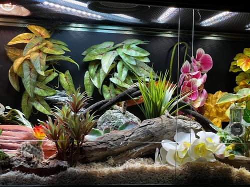 Customer photo review of 50 Gallon Reptile Enclosure 36x18x18_Earthy Green