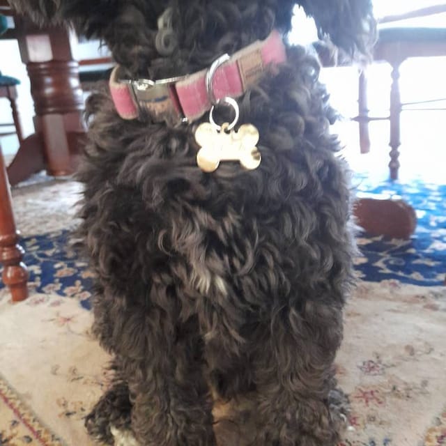 Customer photo review of Hemp & Organic Cotton Dog Collar ~ Mint