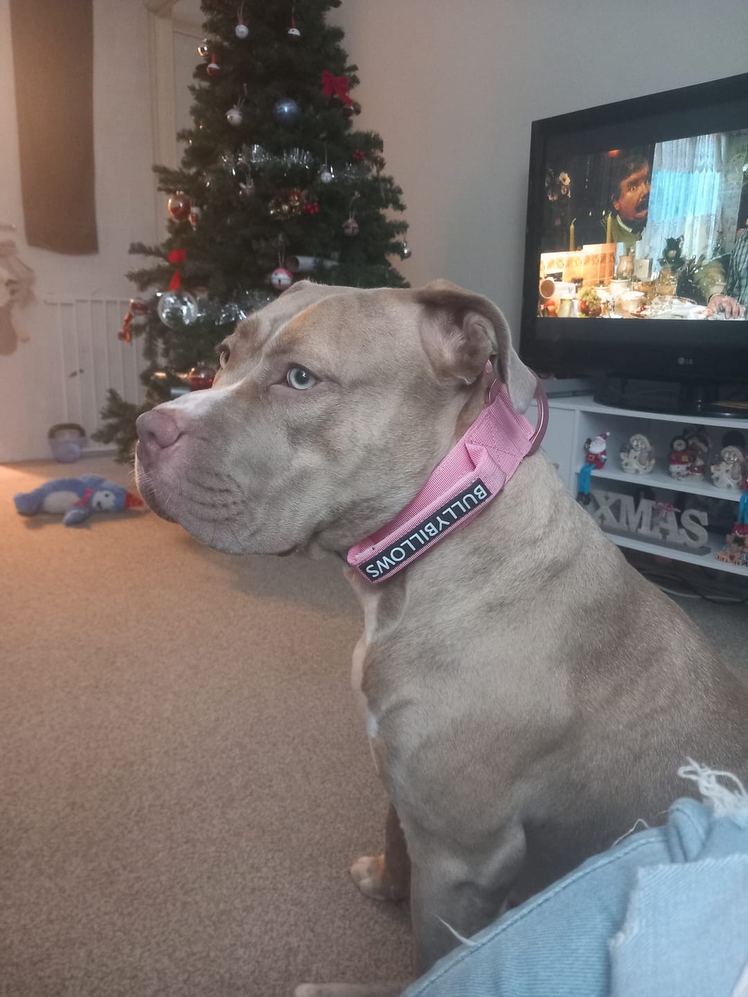 Customer photo review of 5cm LIGHTER Combat® Collar | With Handle Rated Clip - Pink x Pink
